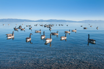 Lake Ducks