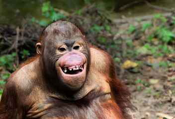 Funny smile orangutan monkey portrait