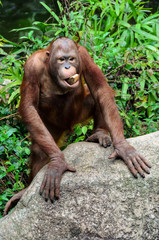 Funny  orangutan monkey posing