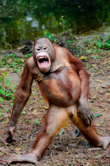 Funny smile orangutan monkey posing - 63328778