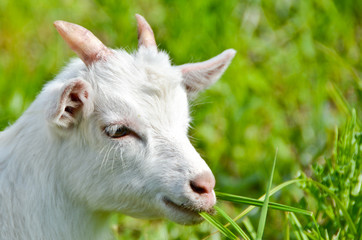 Naklejka na ściany i meble goat baby on the grass close up portrait