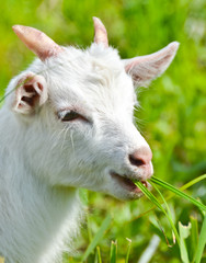 goat baby eats  the grass close up
