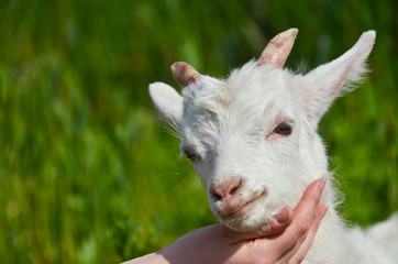 goat baby on the hand close up portrait