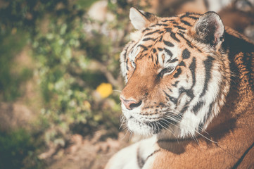Portrait de tigre