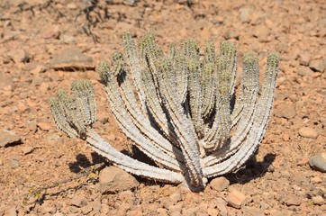 Молочай на почвах Сокотры