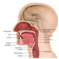 anatomy mouth und pharynx, english description - obrazy, fototapety, plakaty