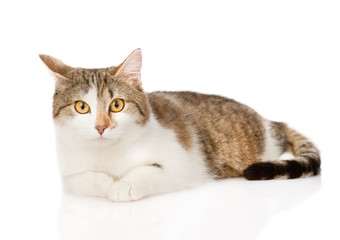 mixed breed cat looking at camera. isolated on white background