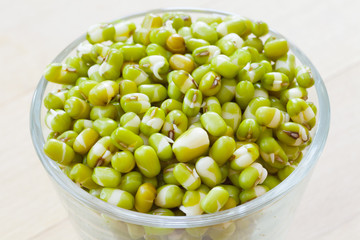 mung bean sprouts
