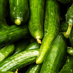 Fresh green cucumber collection on market close up.  Cucumber  b