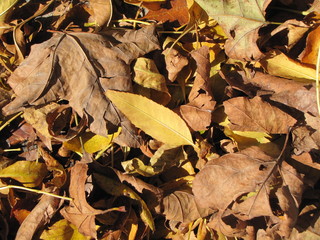 Hojas de otoño - Fondo de hojas secas naturales, vegetación seca al sol.