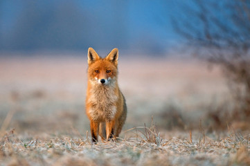 Naklejka na ściany i meble Red fox