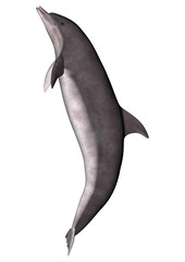 Fototapeta premium Dolphin