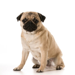 pug sitting