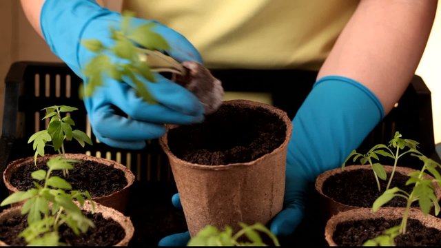 Planting plants peat bowl of fertile soil
