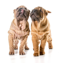 chinese shar pei