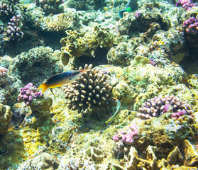Coral fish
