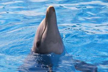 A jumping dolphin in blue water