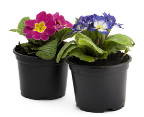 Pink and blue flowers in flowerpot isolated on white background
