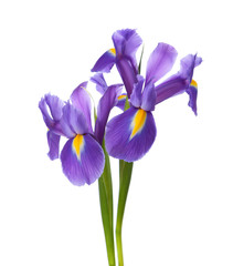 Deux Iris isolés sur fond blanc.