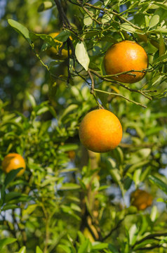 Orange tree with ripe fruits