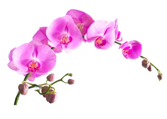 Wall murals Orchid Orchid falenopsis.Seriya images.