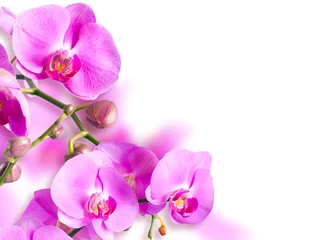 Wall murals Orchid Orchid falenopsis.Seriya images.