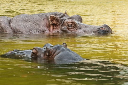 Hippopotamus (Hippopotamus amphibius), or hippo
