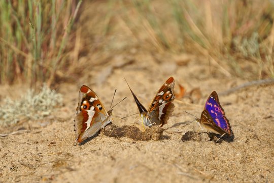 Lesser Purple Emperor (Apatura ilia), butterflies