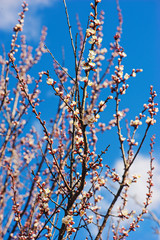 Apricot tree flower