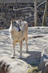 Young wolf in the Kyiv zoo