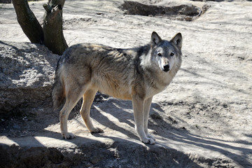 Young wolf in the Kyiv zoo