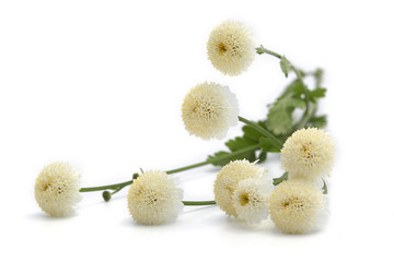 Camomille