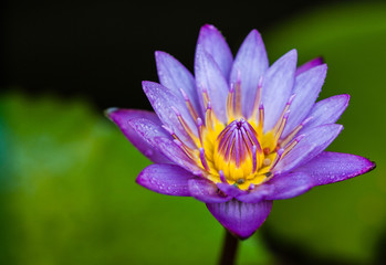 Blue lotus flower in garden