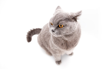 Grey british cat isolated