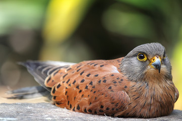 Turmfalke (Falco tinnunculus)