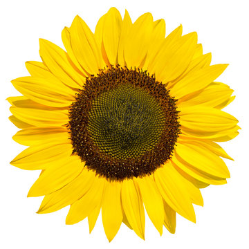 Helianthus