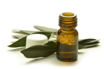 Olea europaea Olivenbaum Olive זית אירופי