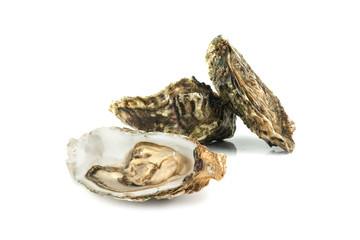 oyster