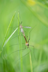 Schnaken bei der Paarung / GNATS while mating