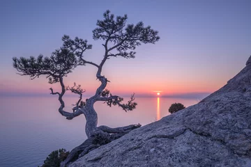 Photo sur Plexiglas Mer / coucher de soleil Arbre