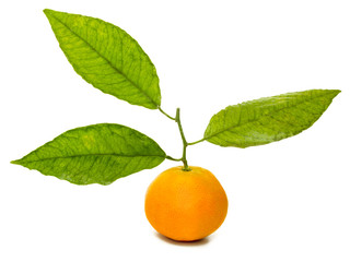 Mandarine vor weissem Hintergrund