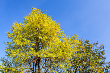 Albero in fiore