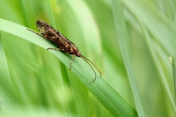 Köcherfliege / caddisfly
