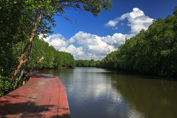 Fototapeta premium Nature Trails bridge In Mangrove forest