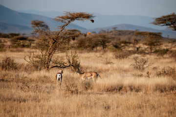 impala