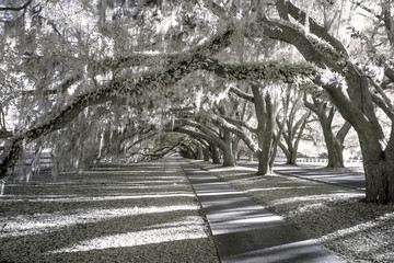 infrared photo of avenue of oaks