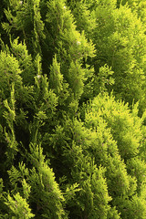 Pine Cypress