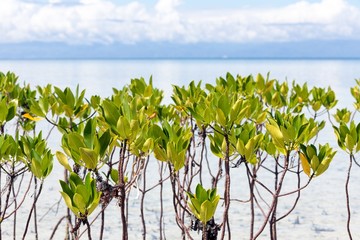 Young mangrove trees growing in the sea
