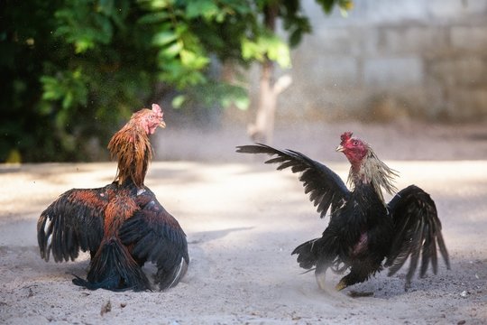 Fighting cocks in a vicious attack