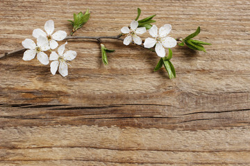 Fototapeta na wymiar Apple blossom on wooden background. Copy space.